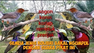 Download lagu suara pikat burung kolibri ninja anti zonk. semua kolibri bakal ngumpul dengan suara pikat ini mp3 Download lagu suara pikat burung kolibri ninja anti zonk. semua kolibri bakal ngumpul dengan suara pikat ini mp3