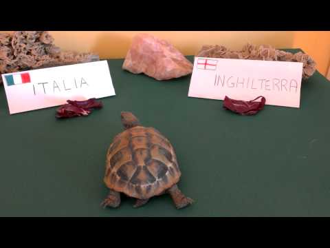 Tartaruga: pronostico mondiale Italia -inghilterra