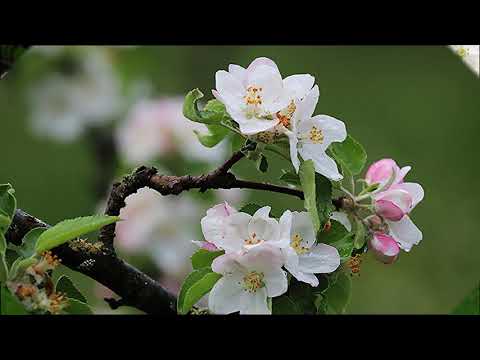 Dainis Skutelis Baltas ābeles zied