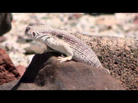Northern Desert Iguana (4K UHD)