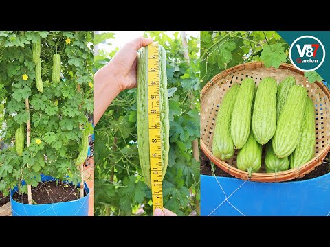 Easy grow bitter melon from seed to harvest