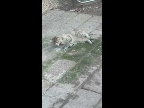 Mininous Play Tren Mexican Querétaro