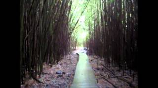 preview picture of video 'Bamboo Forest Maui'