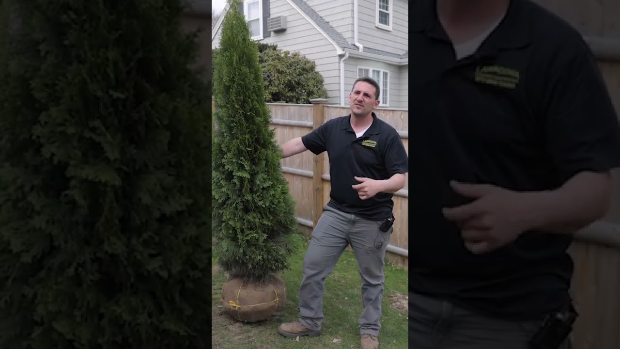 How much does a mature evergreen tree cost? Tipseri