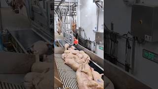 High-tech Modern Hog Slaughterhouse &amp; Pork Processing #shorts #pig #farming #technology #viral #fyp