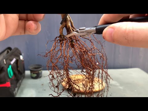Repotting A Japanese Larch Bonsai (06/02/22)