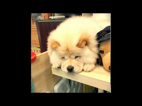鬆獅犬 堡堡 超可愛