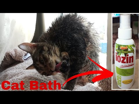 Bathing my Cat | Because of wound spray smell from spaying surgery| CatsLifePhils