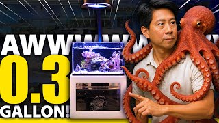 0.3 Gallon TINY Reef Tank @ Seven Seas Aquatics!! National Shell Museum, Sanibel Sea School, IMAG!