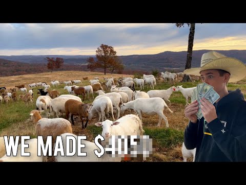 How To Make Money Raising Sheep