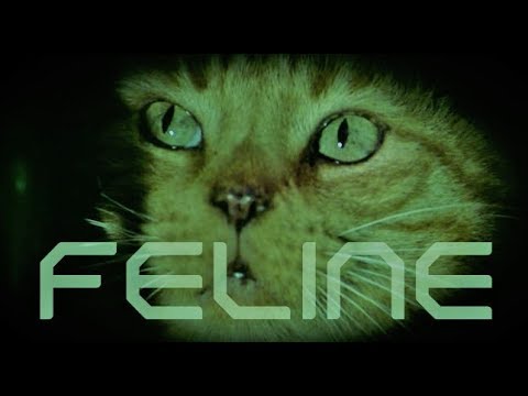 "FELINE"