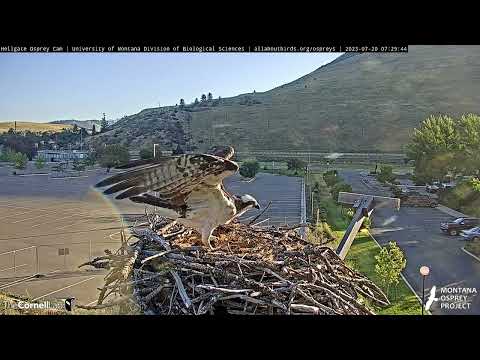 Iris The Osprey Visits Her Nest In Hellgate Canyon – July 20, 2023