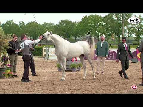 N 62 SHADI AL ZOBAIR   AH Weekend 2022   European C Show and SE Cup   SE Junior Colts Class 16