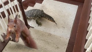 Squirrel in House--Lizard goes after Squirrel, then Eats It