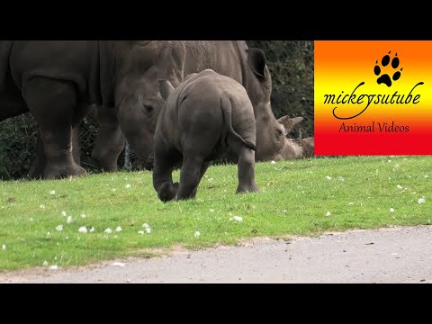 Tired Baby Rhino Tries Keeping Up With Mum