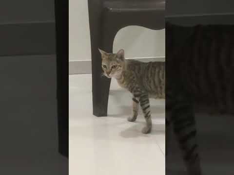 5 February 2023 the raheel