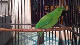 Download lagu Cucak ijo gacor jamtrok nembak ful isian @edyjagalchanel7465 mp3
