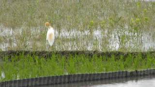 鳥、鳥動画（アマサギ（猩々鷺、飴鷺）１２０６２２０５）