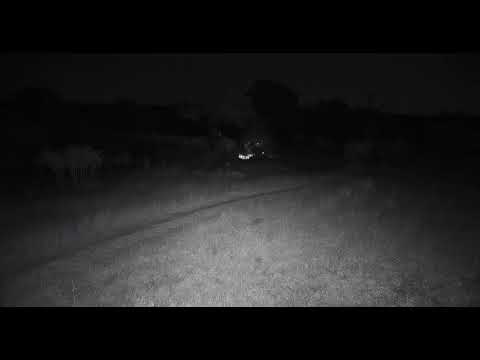 Djuma: Scrub Hare fight - 18:55 - 07/04/20
