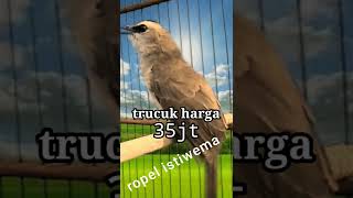 Download lagu TRUCUKAN 35JT NGEROPEL PANJANG GACOR HARGA mp3