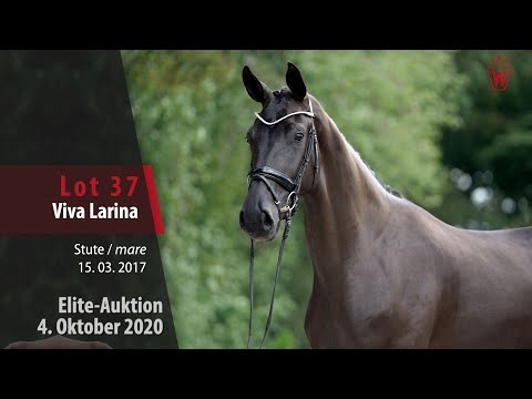 Elite Auction 4 October 2020 Lot 37 Viva Larina Mare by Vivaldi - Fürst Larino