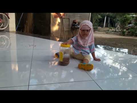 Alima bermain sama meong