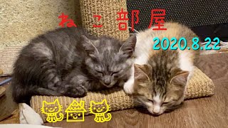 猫部屋 ฅ•ω•ฅ withたま子