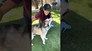 Video preview image #1 Siberian Husky Puppy For Sale in Pasadena, CA, USA