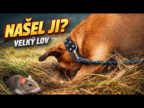 Max v akci: Velký lov na polní myši!