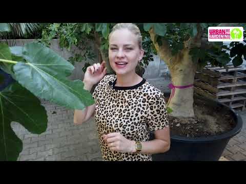 Ein Feigenbaum im eigenen Garten - RIKE zeigt, wie es geht!
