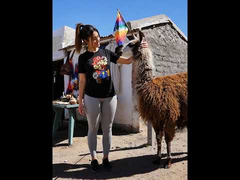 Yendo hacia Amaicha me encontré con una llamita #turismo #tucuman #argentina #postales #viajes