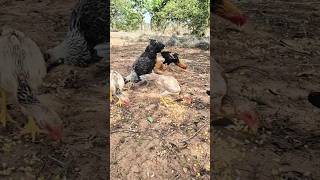 Jogando milho cedinho pra galinhas na roça #shorts
