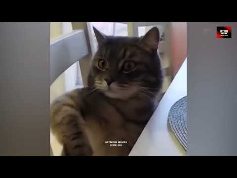 Talking Cats - Konuşan Kediler 31