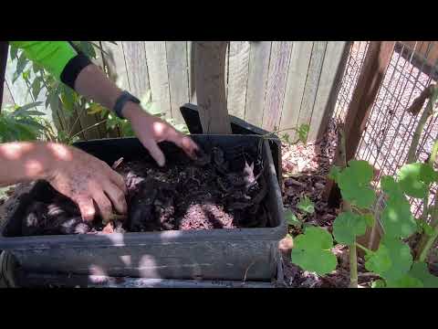 Best way to have worm farm, getting rid of tomato seeds