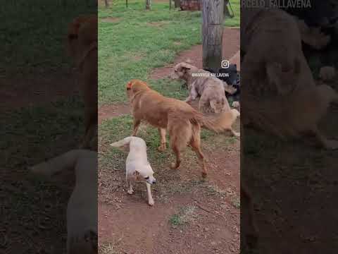 coisas do Rio Grande do Sul #riograndedosul #yotubeshorts #roça #fazenda #agro #campo #cachorros