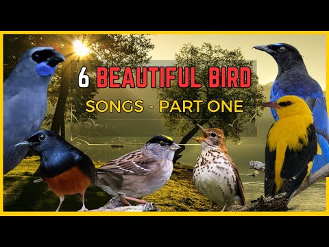🦜 6 World's Most Beautiful Bird Songs   Part One 🦜 Beautiful Songs of the Birds🦜