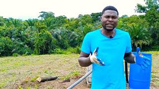 (épisode 9) comment cultiver la pastèque: l' arrosage des pastèques