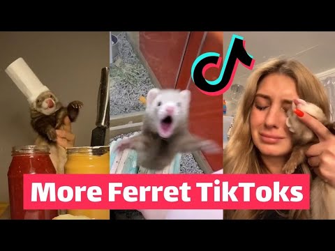 , title : 'FERRETS taking over TikTok 2021 | FUNNIEST Trending
