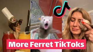 Les furets s'emparent du net 2