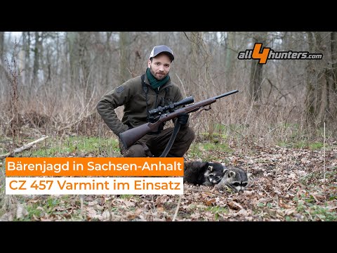 Bärenjagd in Sachsen - Anhalt - Mit der CZ 457 Varmint auf Waschbären