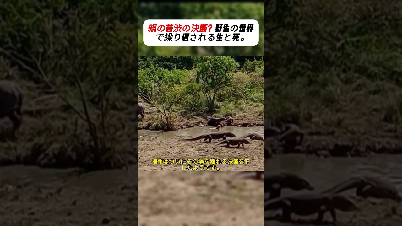 親の苦渋の決断？野生の世界で繰り返される生と死。 #コモドドラゴン #野生動物 #自然の掟 #弱肉強食 #動物の生態