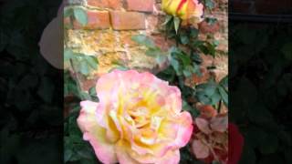 ABERFELDY A Friend Like You Young Forever