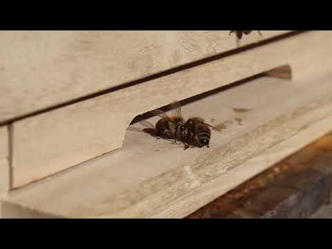 Henning slungar honung