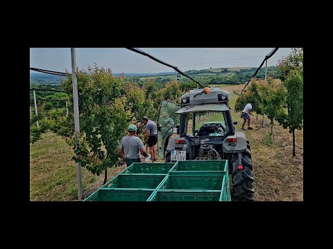 Suvremena berba marelica u 2023. godini