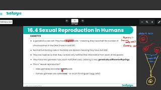Sexual reproduction in humans.