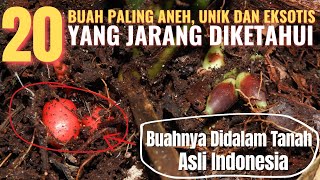 Download lagu 20 Buah Paling Aneh, Unik, dan Eksotis Yang Jarang Diketahui Orang mp3