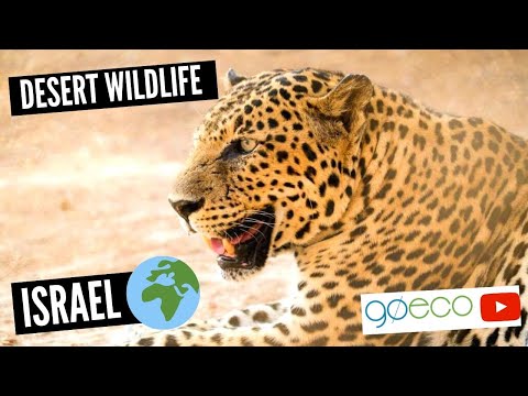 Voluntario con la vida silvestre del desierto en Israel