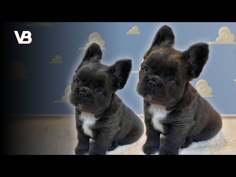 The 10 Most Cuddly Dog Breeds