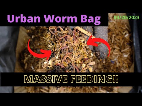 Urban Worm Bag V2 with ENCs - MASSIVE FEEDING 03/20/2023