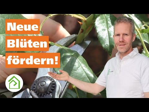 Rosen schneiden im Sommer: So einfach ist der Sommerschnitt!
